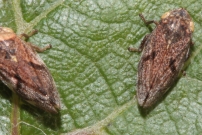 Couple de Philne spumeuse (Homoptre - Aphrophoridae - Philaenus spumarius)
